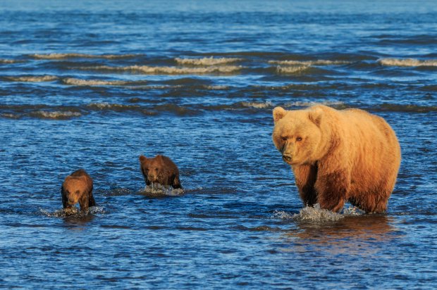 PIC FROM LEWIS KEMPER/MERCURY PRESS (PICTURED: THE TWO CUBS FOLLOW THEIR MOTHER ) This is the incredible moment two bear cubs HELD HANDS in hope for some dinner as they watched their mother hunt for dinner in a stream.   Lewis Kemper, 62, was leading a photography tour in Lake Clark National Park in Alaska when the group spotted the animals and couldnít resist snapping a few pictures of them.    The pictures show the two cubs stood side-by-side as the smaller one paws at the bigger siblingís back while they stare intently in the direction of their mum.   Then one incredible captures the moment the bears appear to hold hands as their mother hunts for salmon around the lake.  SEE MERCURY COPY