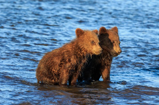 PIC FROM LEWIS KEMPER/MERCURY PRESS (PICTURED: THW TWO CUBS SEEM TO BE INSEPERABLE ) This is the incredible moment two bear cubs HELD HANDS in hope for some dinner as they watched their mother hunt for dinner in a stream.   Lewis Kemper, 62, was leading a photography tour in Lake Clark National Park in Alaska when the group spotted the animals and couldnít resist snapping a few pictures of them.    The pictures show the two cubs stood side-by-side as the smaller one paws at the bigger siblingís back while they stare intently in the direction of their mum.   Then one incredible captures the moment the bears appear to hold hands as their mother hunts for salmon around the lake.  SEE MERCURY COPY