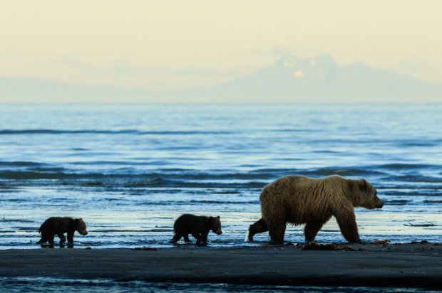 PIC FROM LEWIS KEMPER/MERCURY PRESS (PICTURED: THE TWO CUBS FOLLOW THEIR MUM ) This is the incredible moment two bear cubs HELD HANDS in hope for some dinner as they watched their mother hunt for dinner in a stream.   Lewis Kemper, 62, was leading a photography tour in Lake Clark National Park in Alaska when the group spotted the animals and couldnít resist snapping a few pictures of them.    The pictures show the two cubs stood side-by-side as the smaller one paws at the bigger siblingís back while they stare intently in the direction of their mum.   Then one incredible captures the moment the bears appear to hold hands as their mother hunts for salmon around the lake.  SEE MERCURY COPY