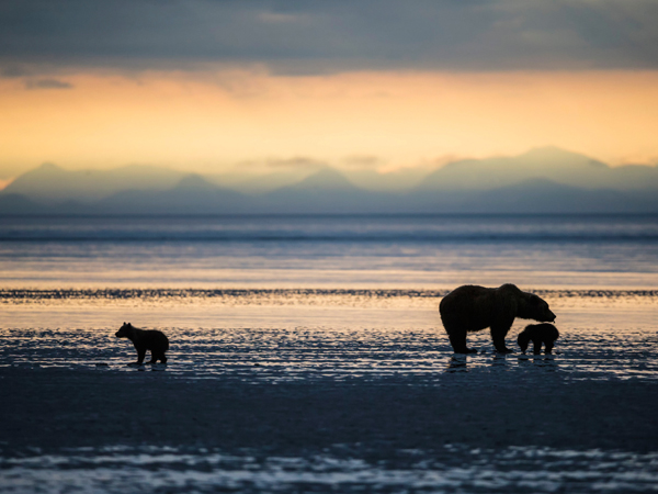 DY83JY USA, Alaska, Lake Clark National Park and Preserve, Brown bear with cubs searching for mussels in lake